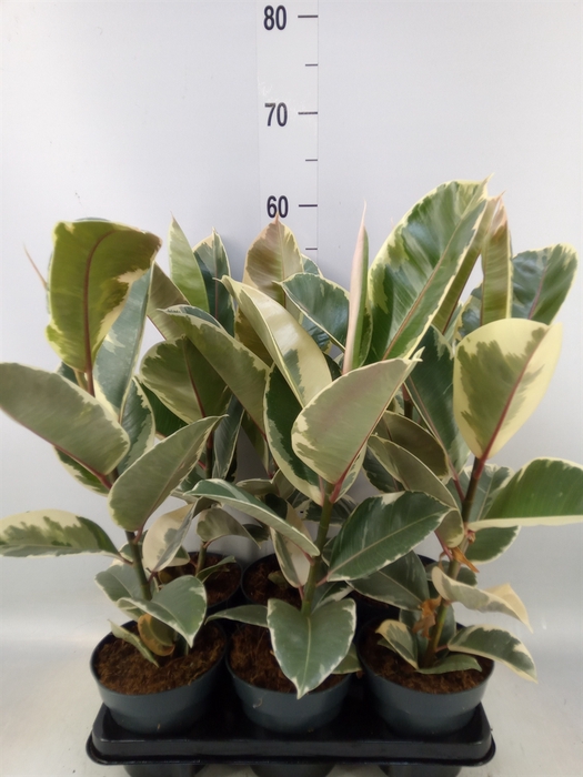 <h4>Ficus elastica 'Tineke'</h4>
