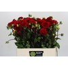 Dahlia Red Cap