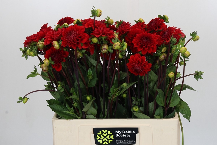 <h4>Dahlia Red Cap</h4>