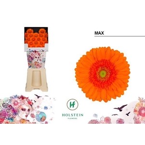 Germini Max Diamond