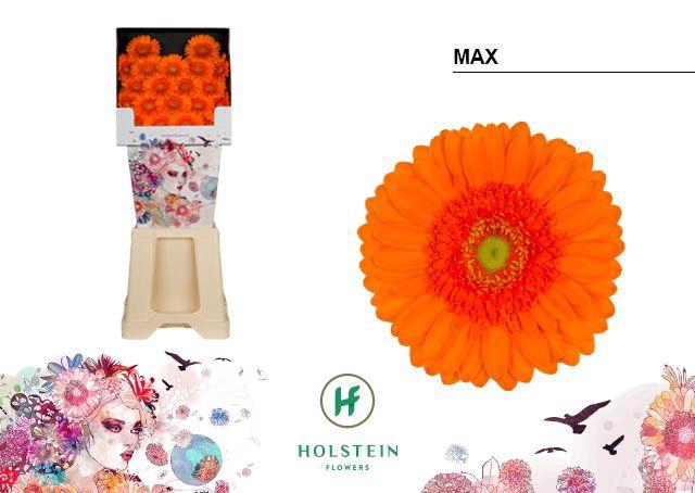 <h4>Germini Max Diamond</h4>