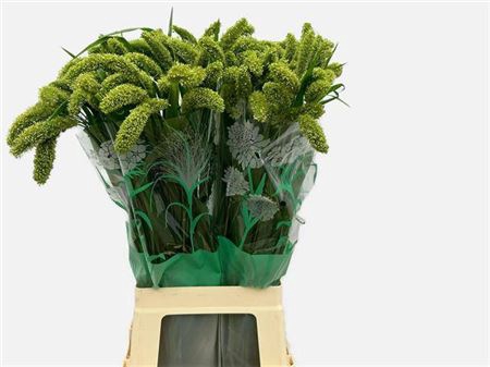 Siergras Setaria It Volle Melk