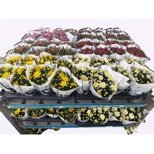 CHRYS PARADISO MIXSHELVE P14