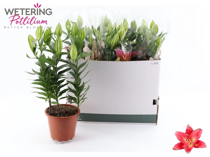 <h4>Lilium (Ori. Sunny Camino</h4>