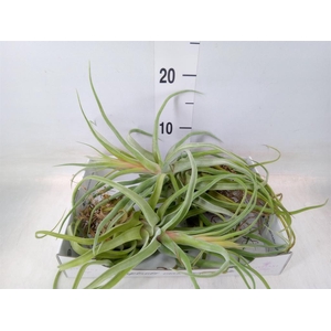 Tillandsia