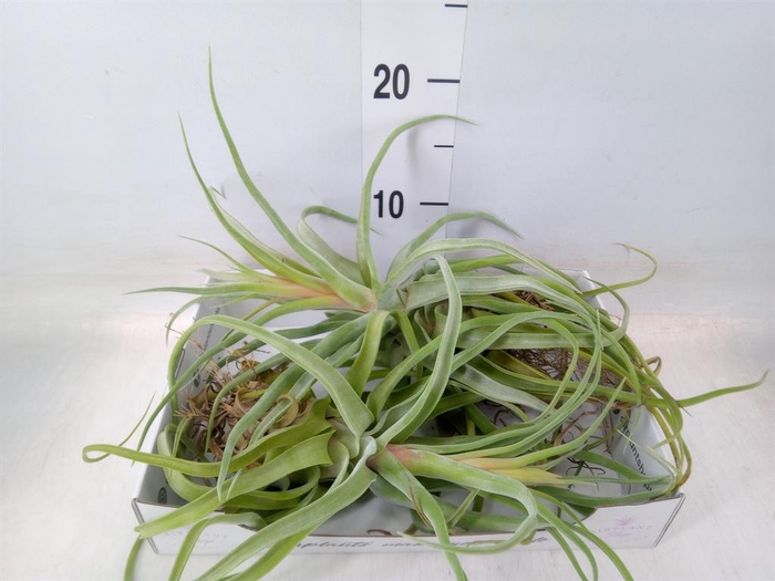 <h4>Tillandsia</h4>