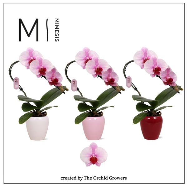 <h4>Mimesis Phal. Swan Blush - 1 spike 7cm in Martine Mix Ceramic</h4>