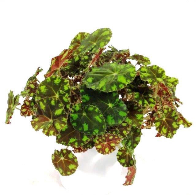 <h4>BEGONIA REX-HYBRID P12 TIGER</h4>