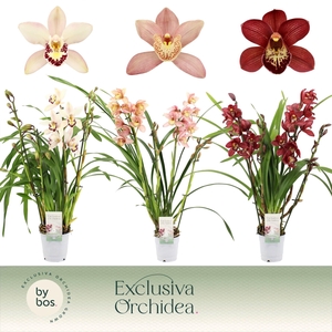 Cymbidium, Mix 4-spike 'Exclusiva Orchidea'