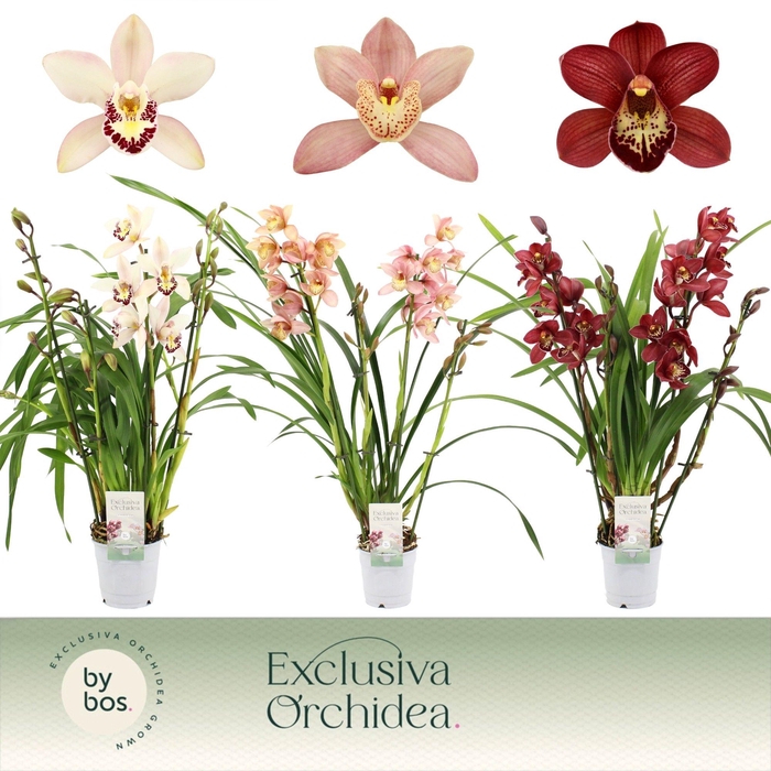 <h4>Cymbidium, Mix 4-spike 'Exclusiva Orchidea'</h4>