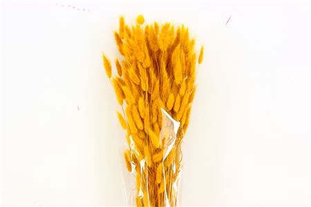 <h4>Dried Lagurus Yellow Bunch</h4>