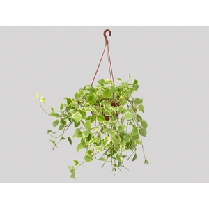 PEPEROMIA SCANDENS C21