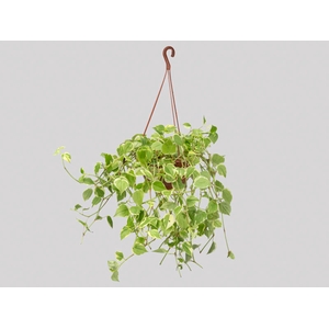 PEPEROMIA SCANDENS C21