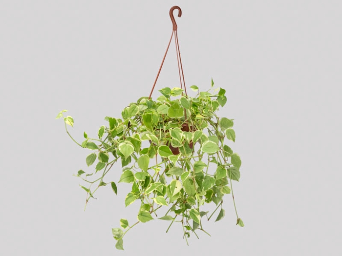 PEPEROMIA SCANDENS C21