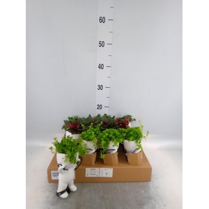 Arr.   Kamerplant Groen L%