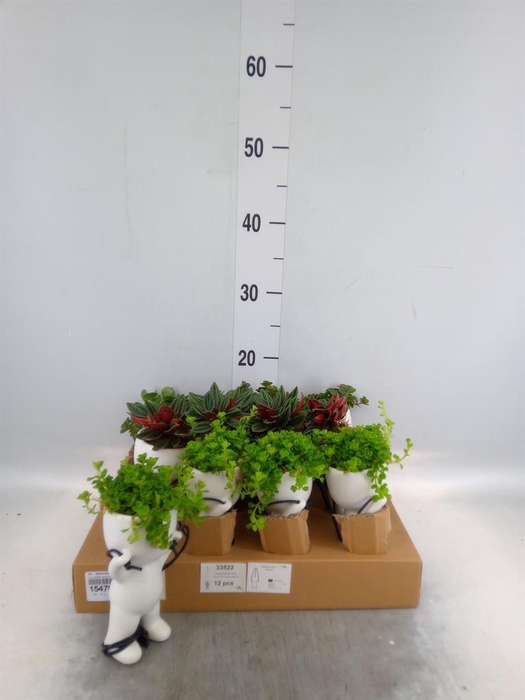 <h4>Arr.   Kamerplant Groen L%</h4>