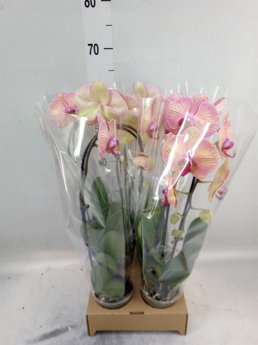 Phalaenopsis  'Elegant Cascade'