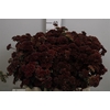 Sedum Magical Lizzy