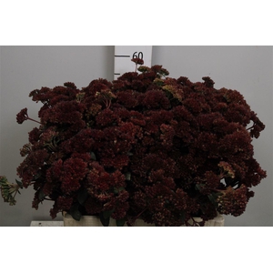 Sedum Magical Lizzy