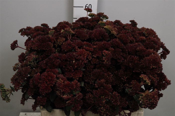 <h4>Sedum Magical Lizzy</h4>