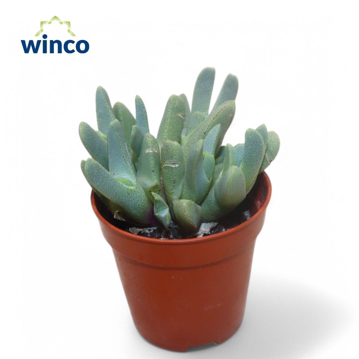 <h4>Cheirdopsis Denticulata</h4>