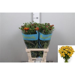 Ran Butterfly Satyros