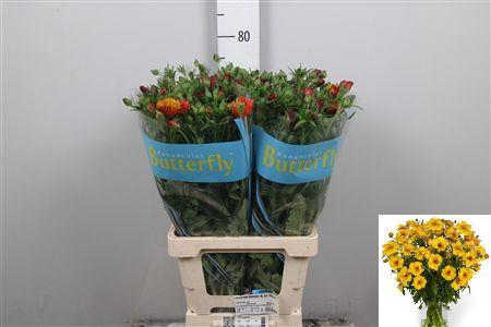 <h4>Ran Butterfly Satyros</h4>