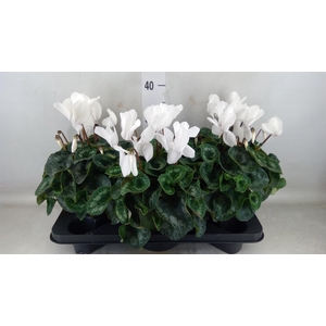 Cyclamen GR 'Halios'