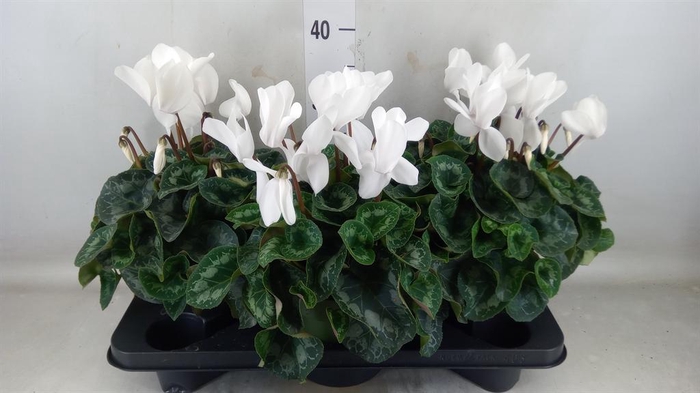 <h4>Cyclamen GR 'Halios'</h4>