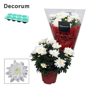 Chrysanne® Grandezza White