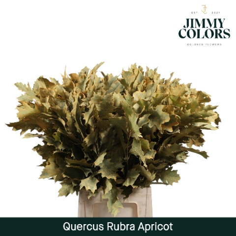 <h4>Quercus Rubra L80 Klbh. Apricot</h4>