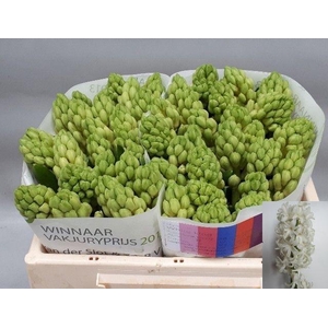 HYAC WHITE KING