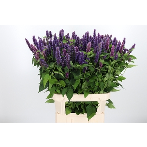 Agastache Paars