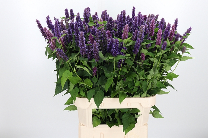 <h4>Agastache Paars</h4>