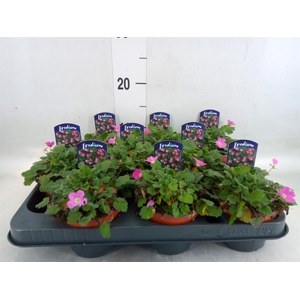 Erodium variabile 'Bishops Form'