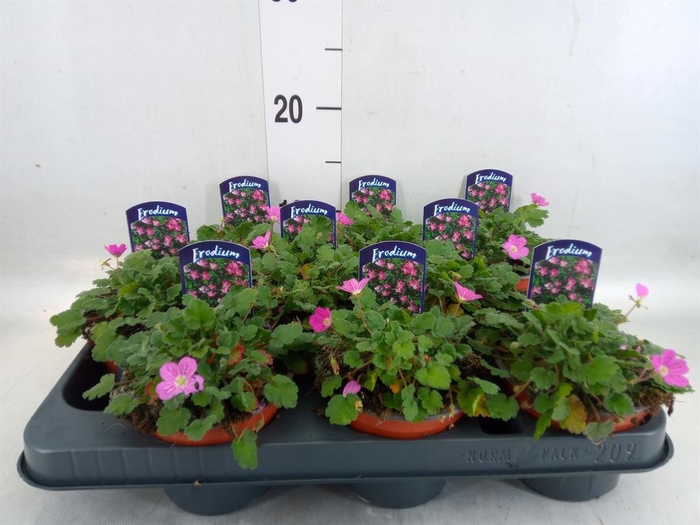 <h4>Erodium variabile 'Bishops Form'</h4>