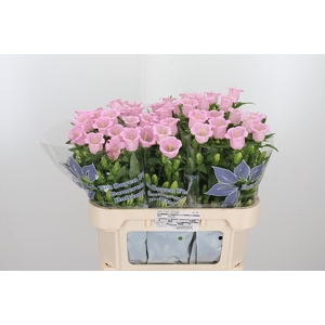 Camp M Cam Pear Pink