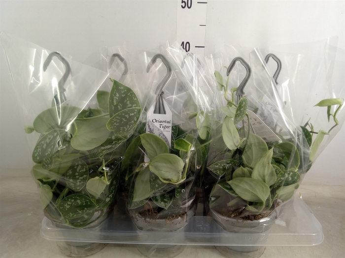 <h4>Scindapsus pictus 'Argyraeus'</h4>
