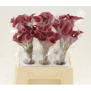 Calla Red Charm