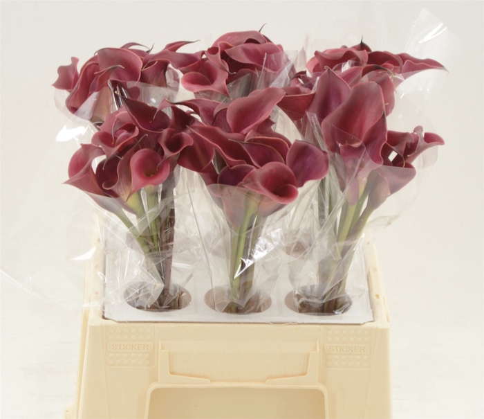 <h4>Calla Red Charm</h4>