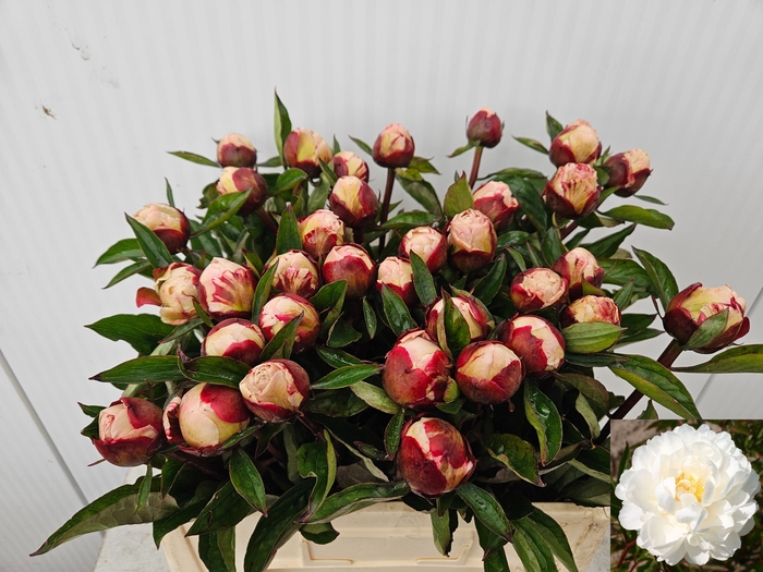 <h4>PAEO L GARDENIA</h4>
