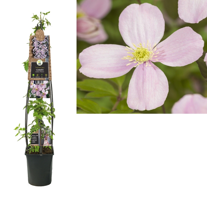 <h4>Clematis montana 'Rubens' +3.0 label</h4>