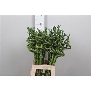 Drac Lucky Bamboo 070cm