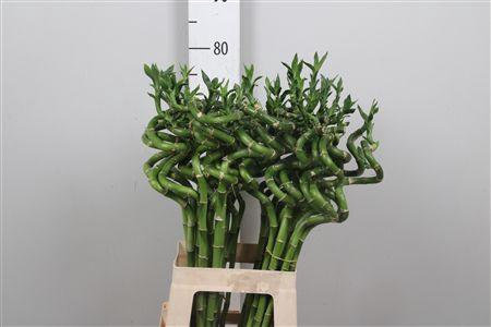 <h4>Drac Lucky Bamboo 070cm</h4>