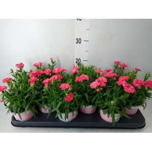 Dianthus  'Code Salmon'