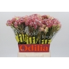 Blushing Bride Pink 6/9 Flowers