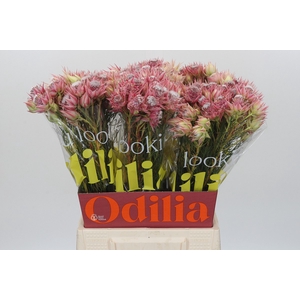 Blushing Bride Pink 6/9 Flowers