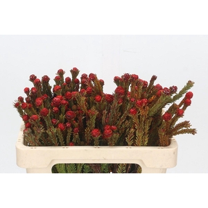 Kaaps Groen Tortum Red