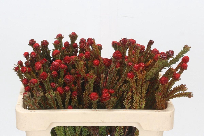 Kaaps Groen Tortum Red