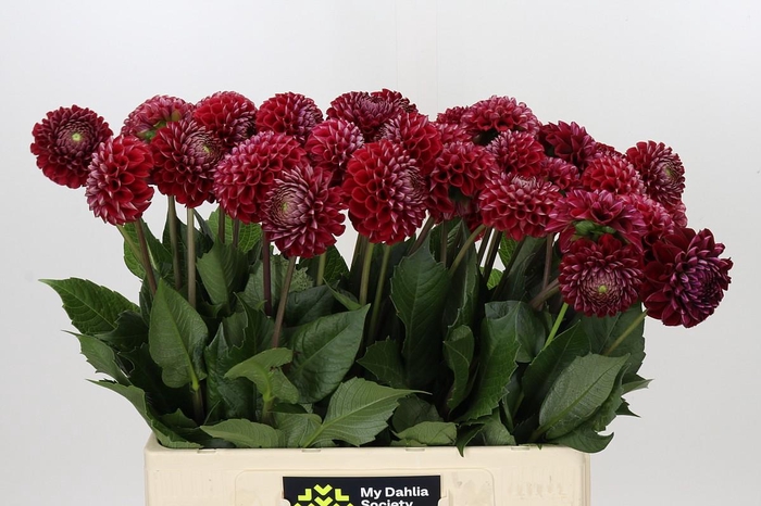 <h4>Dahlia Cornel</h4>